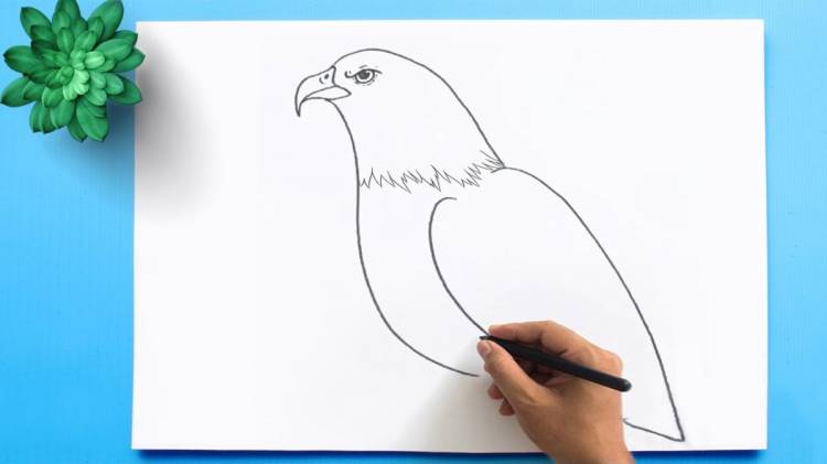 как нарисовать орла