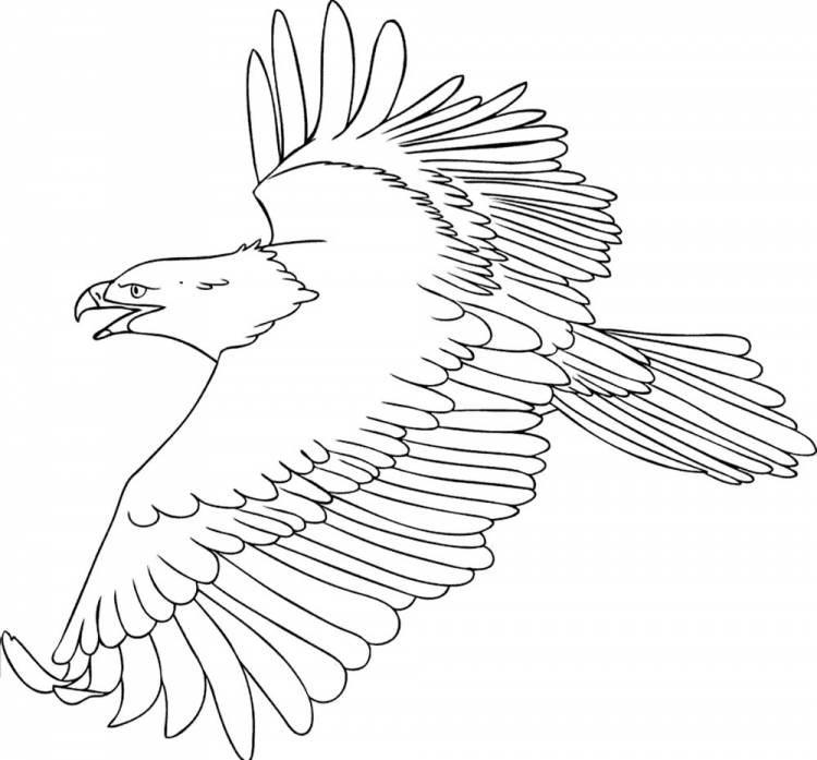 Рисунок орел для детей