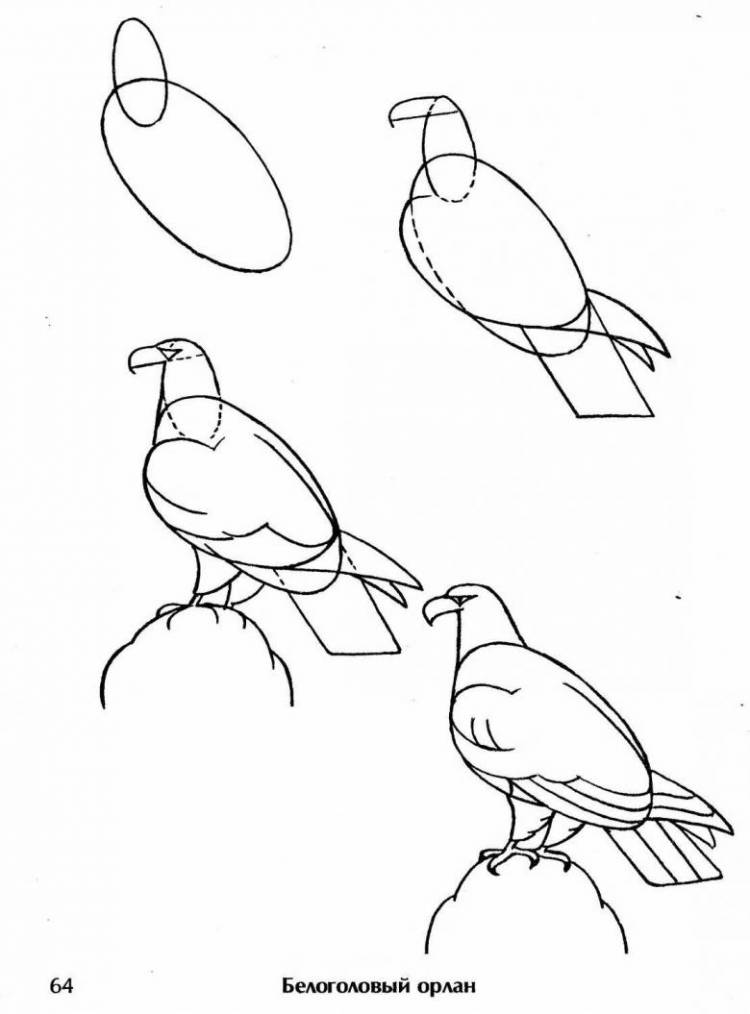 Как нарисовать орла поэтапно карандашом 