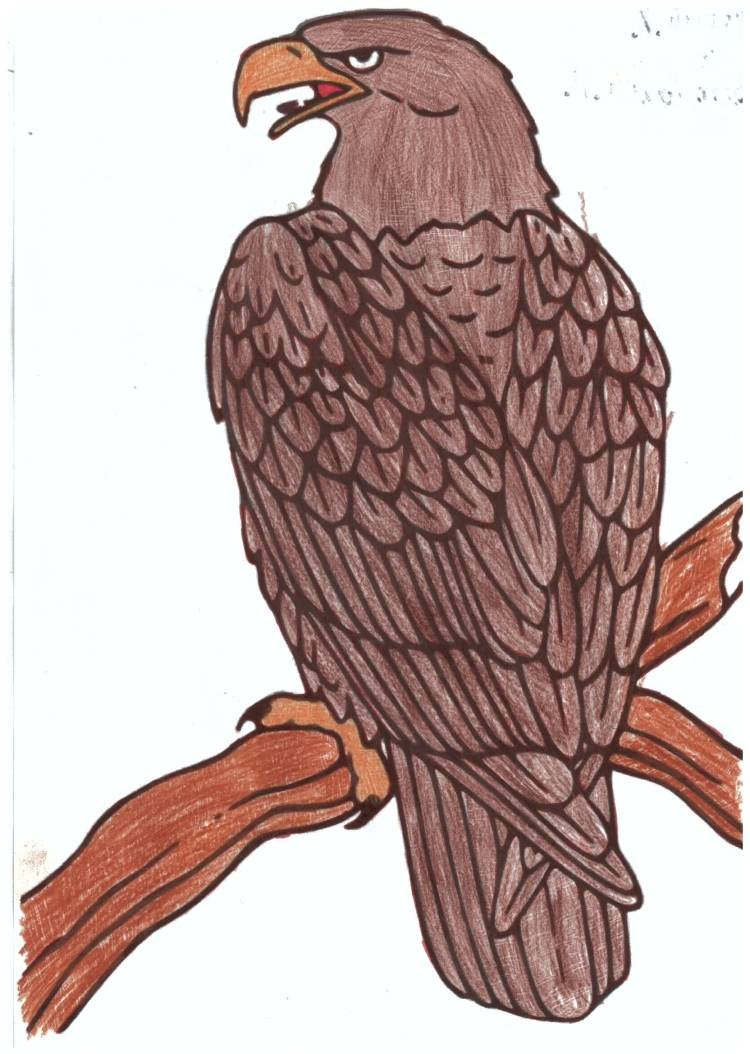 Степной орел рисунок карандашом