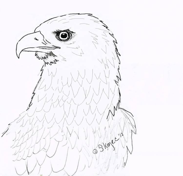 Степной орел рисунок карандашом