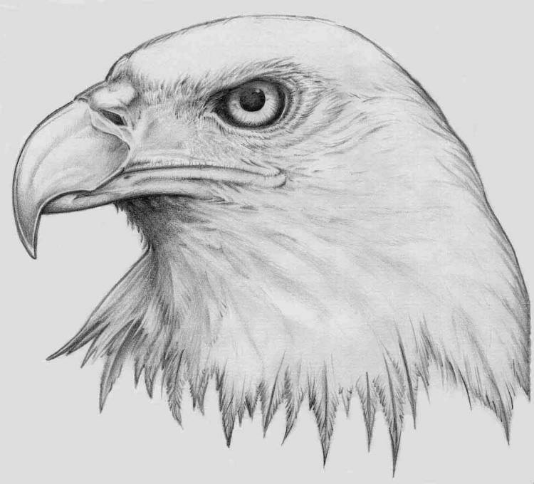 Рисунок орла для срисовки