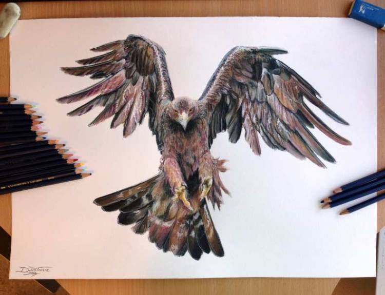 Как нарисовать орла карандашом