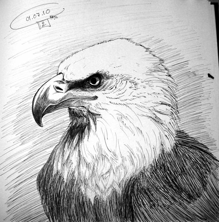 Детский рисунок орла
