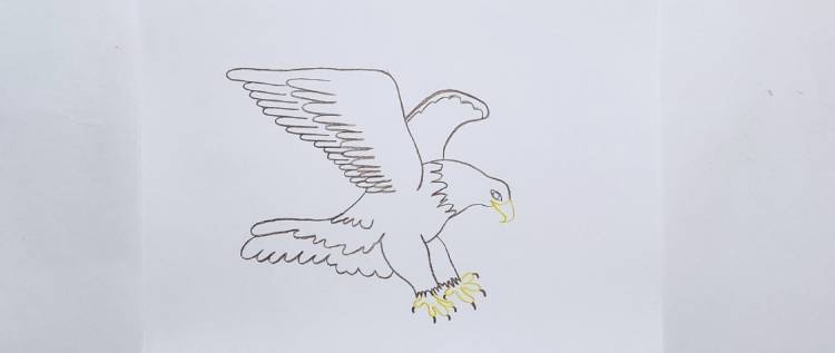 Орёл карандашом для срисовки (фото)