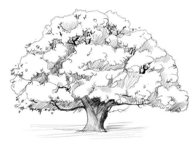 Рисунки деревьев для срисовки 