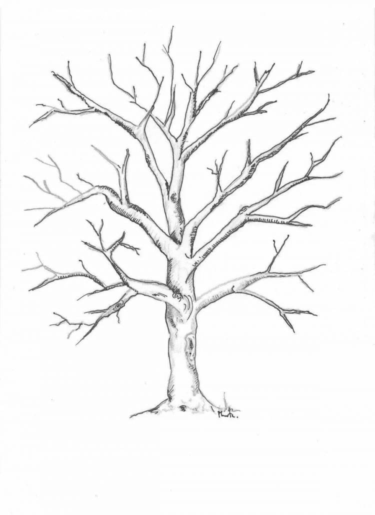 Зимнее дерево рисунок карандашом