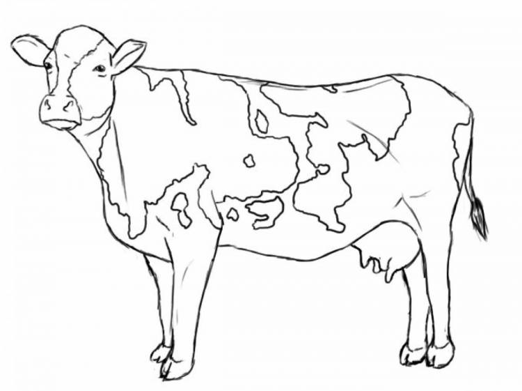 Раскраски Корова 
