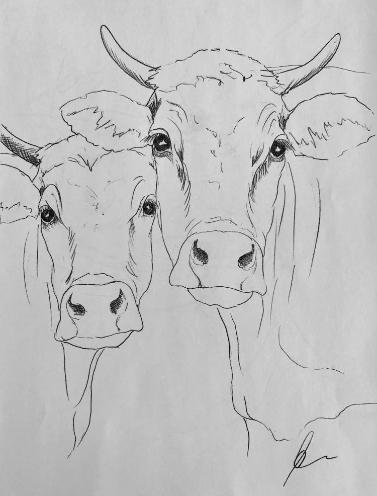Корова рисунок простой