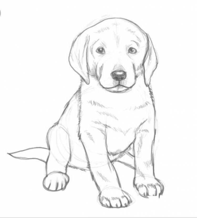 Рисунок щенка карандашом