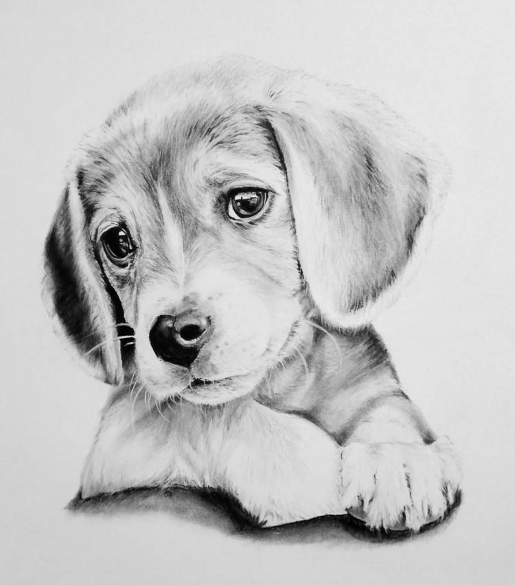 Рисунок собачки карандашом