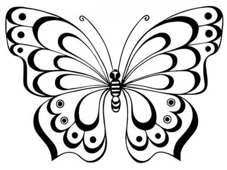 Рисунок бабочки шаблон для раскрашивания