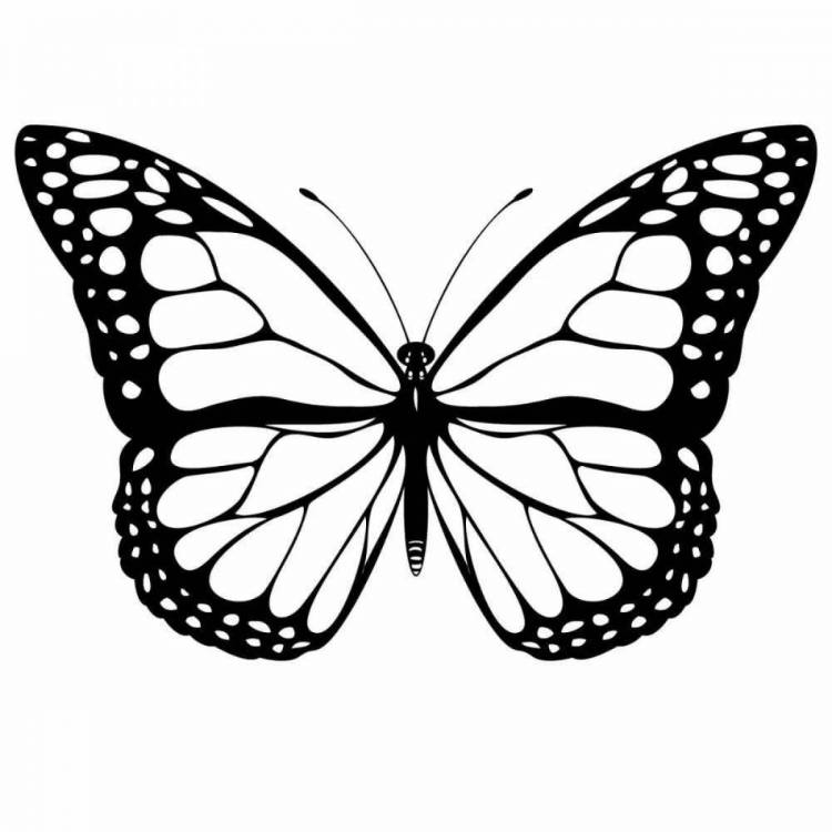 Раскраски Трафарет бабочка 