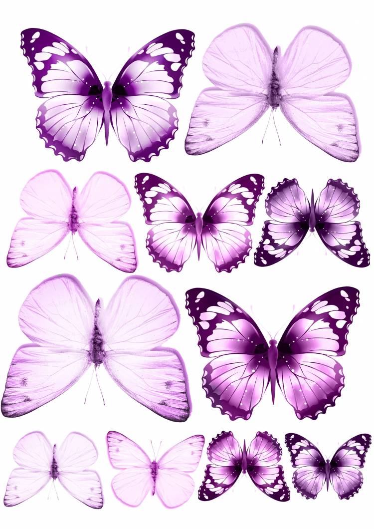 нежно фиолетовые бабочки