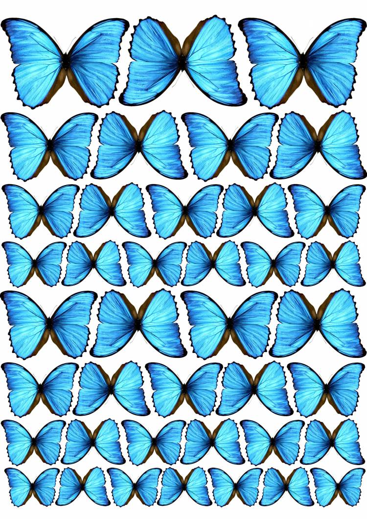 бабочки голубые бабочкитагуи buterfly бабочкиголубые