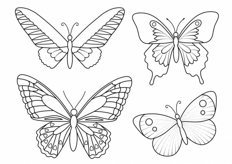 Раскраска Прекрасные бабочки распечатать бесплатно
