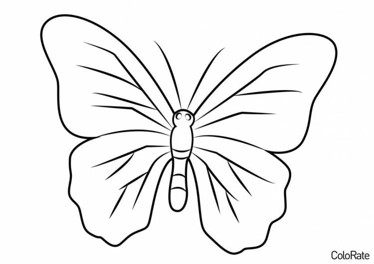 Бабочка раскраски для детей и взрослых распечатать на А