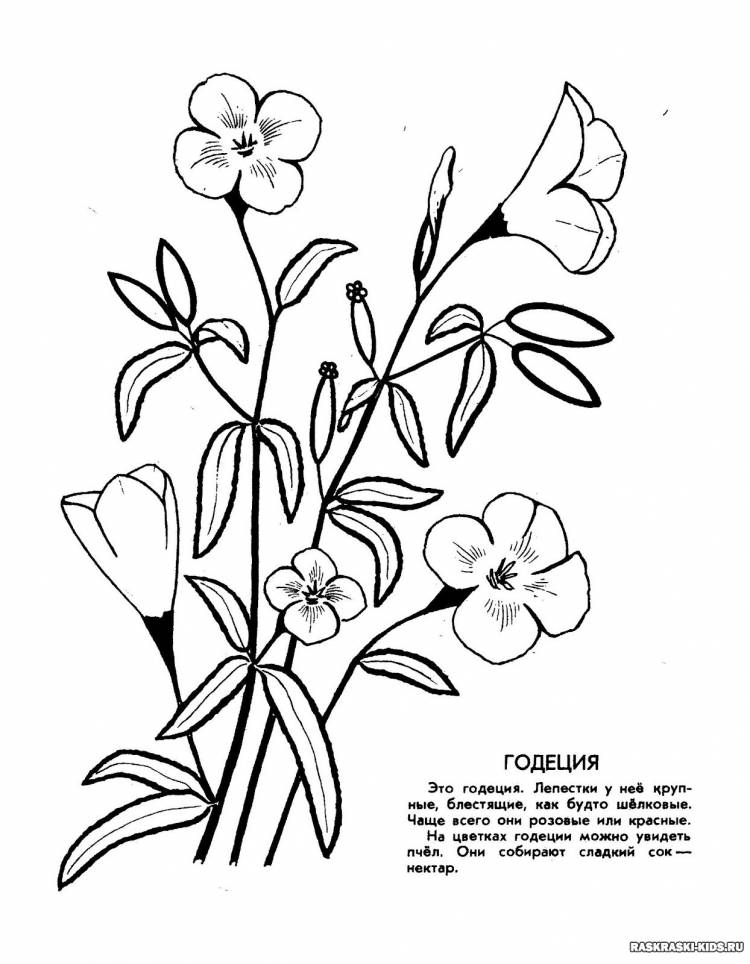 Рисунки из красной книги цветы