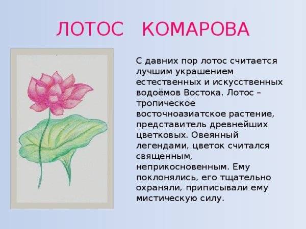 Картинки цветов из красной книги 
