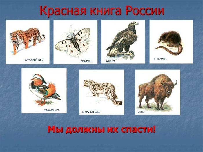 Картинки животных из красной книги с названиями для детей