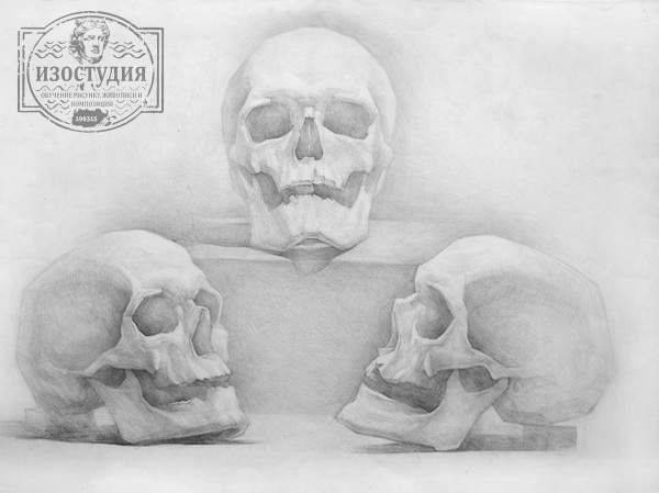 Уроки рисунка черепа в Днепропетровске