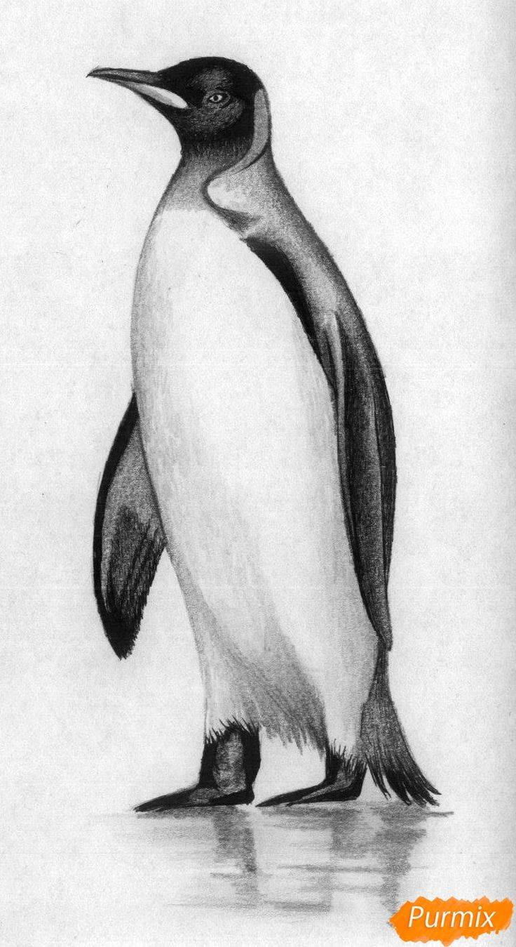 Как нарисовать пингвина поэтапно