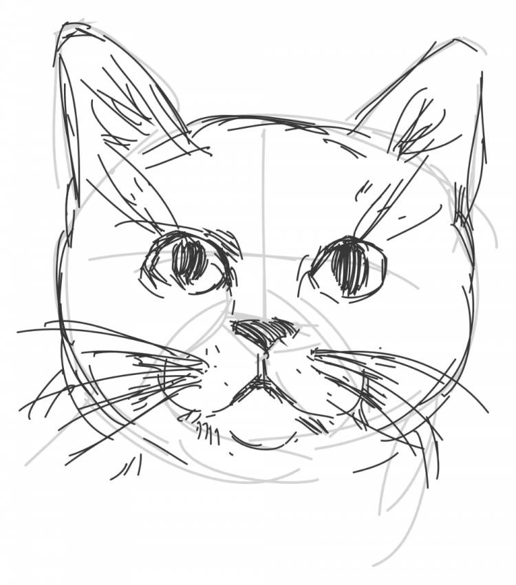 Мордочка кота рисунок карандашом