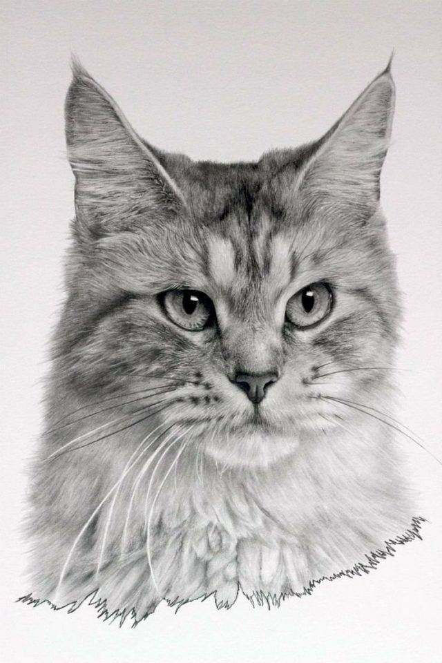 Рисунки карандашом мордочка кошки 
