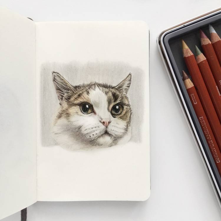 Кот цветными карандашами с фото в комментах