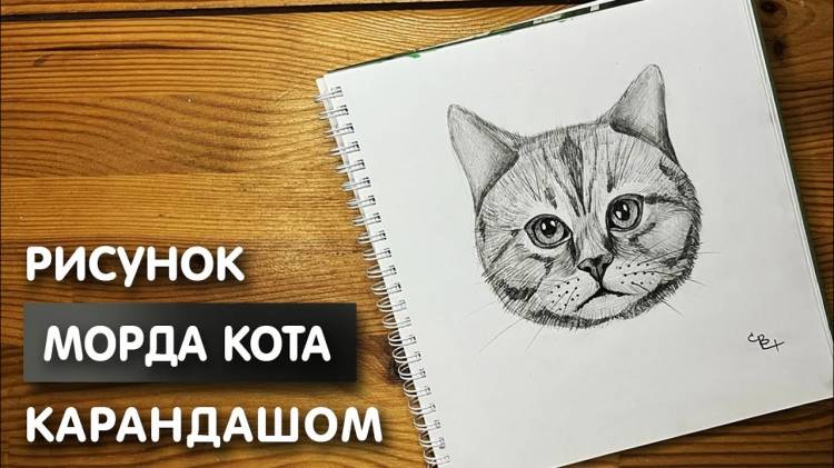 Как нарисовать морду кота карандашом