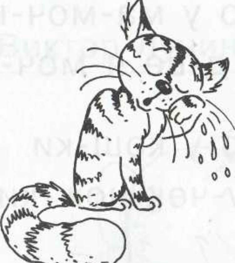 Иллюстрация к фразеологизму кот наплакал