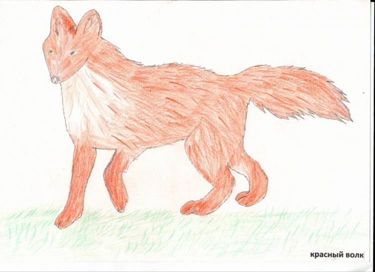 Идеи для срисовки красный волк 