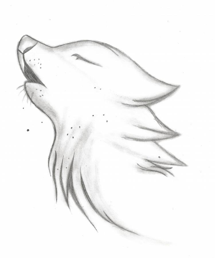 Рисунок для срисовки волк легкий