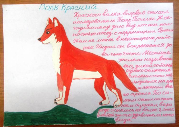 Красный волк рисунок
