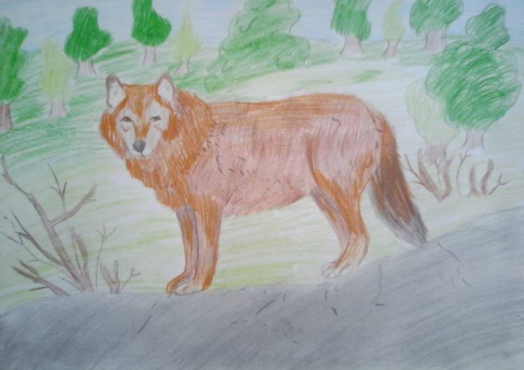 Рисунки красного волка легкие