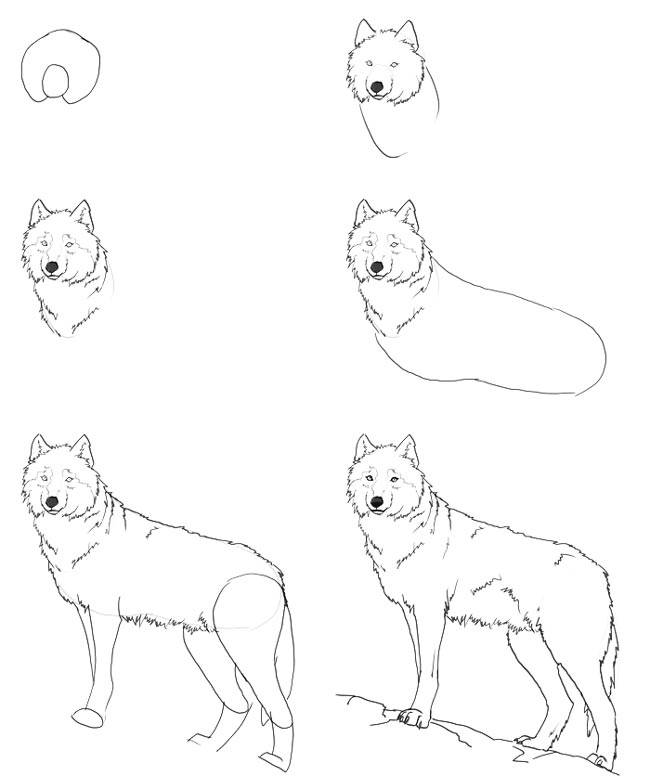 Как нарисовать волка карандашом