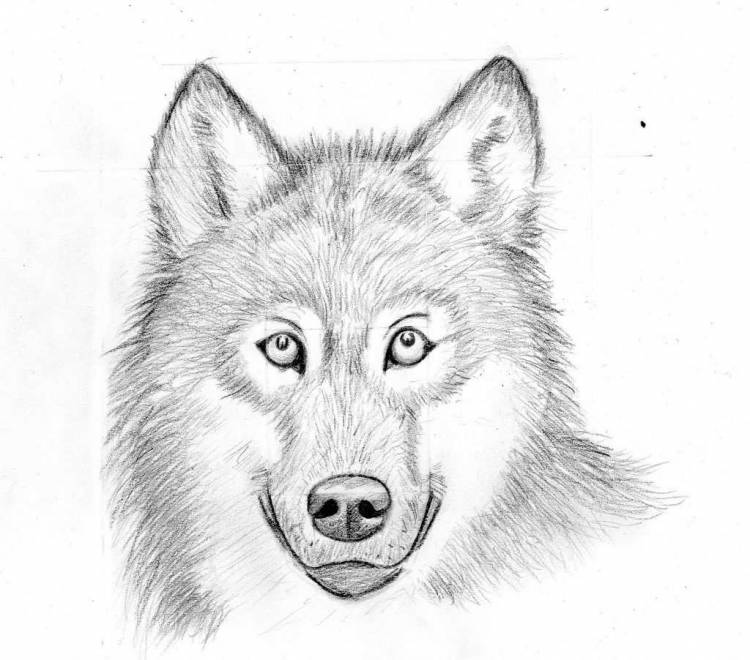Рисунок волк для детей