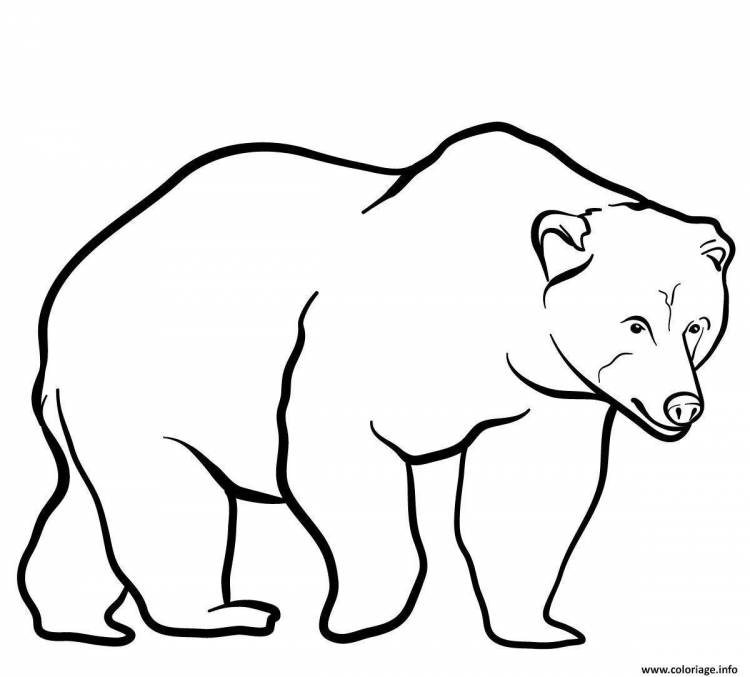 Легкий рисунок бурого медведя