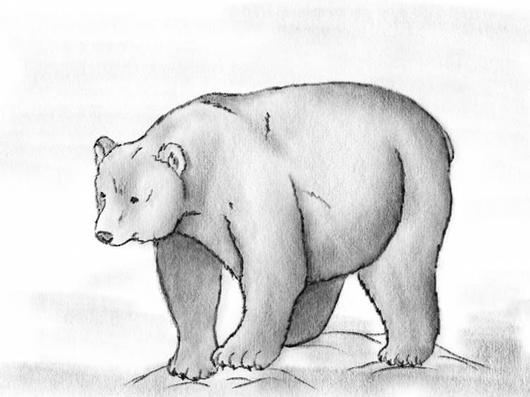 Самый легкий рисунок медведя