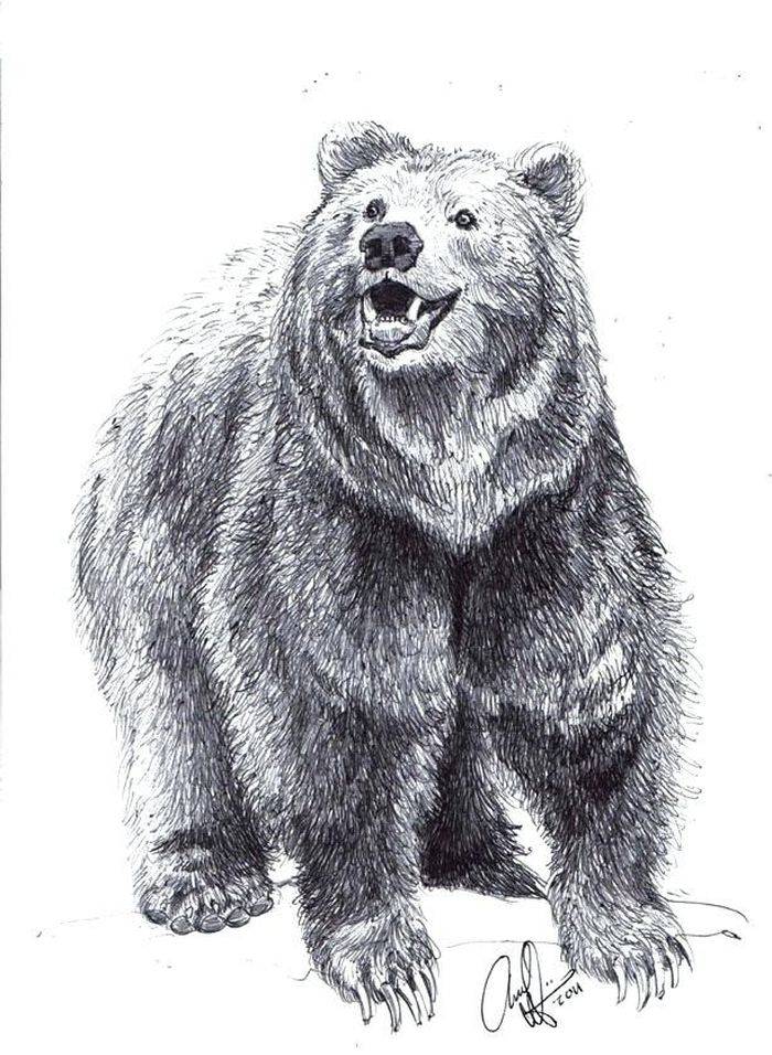 Рисунки медведей для детей карандашом