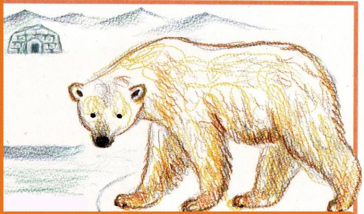 Как нарисовать медведя поэтапно карандашом 