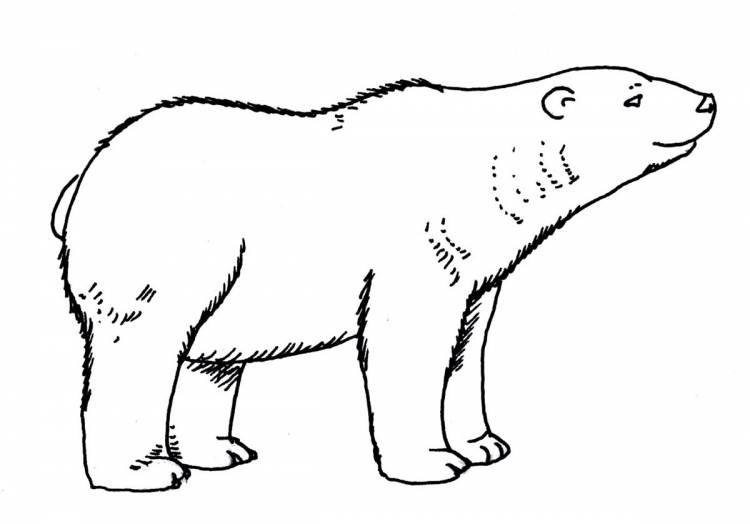 Белый медведь рисунок карандашом для детей