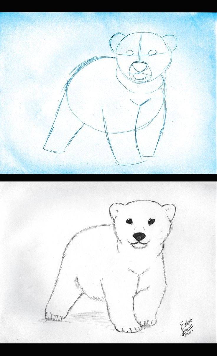 Белый медведь легкий рисунок