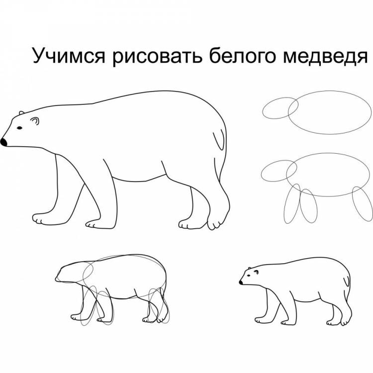 Рисунок белого медведя карандашом
