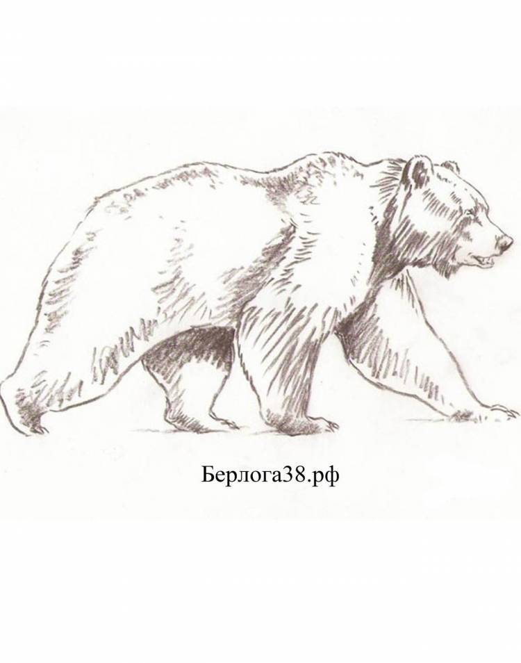 Легкий рисунок бурого медведя