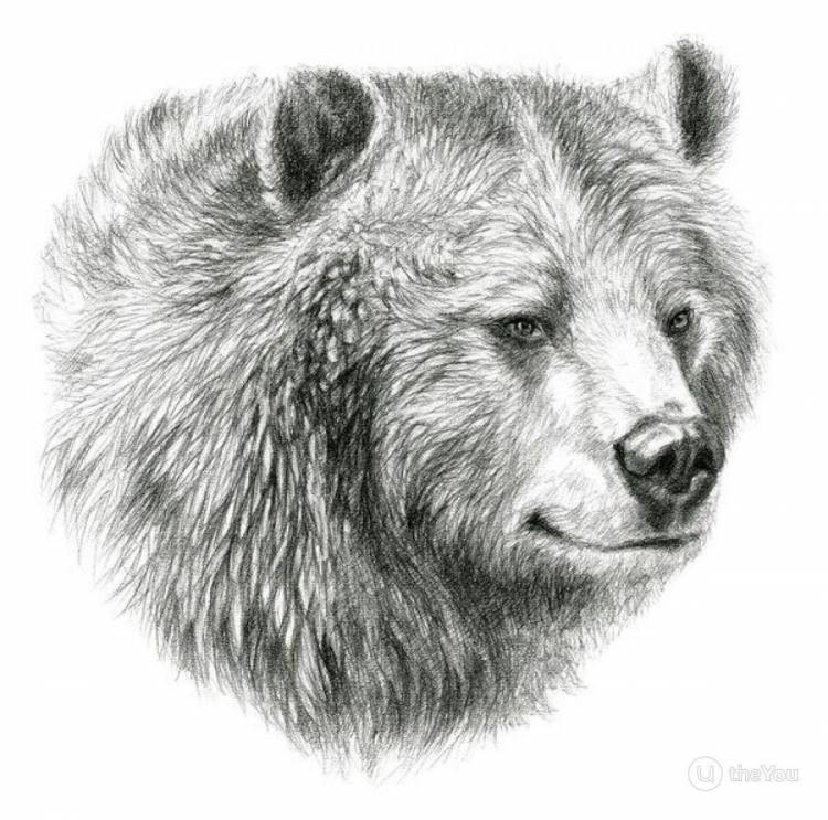 Морда медведя рисунок карандашом