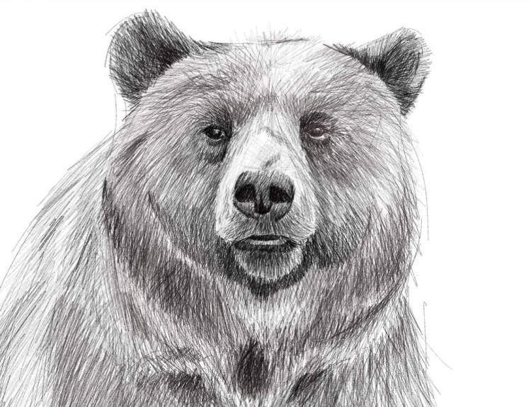 Бурый медведь мультяшный рисунок