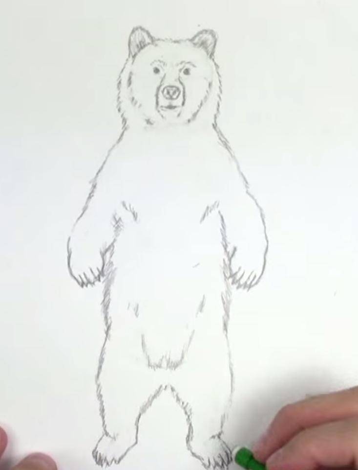 Как нарисовать стоящего медведя на двух лапах поэтапно