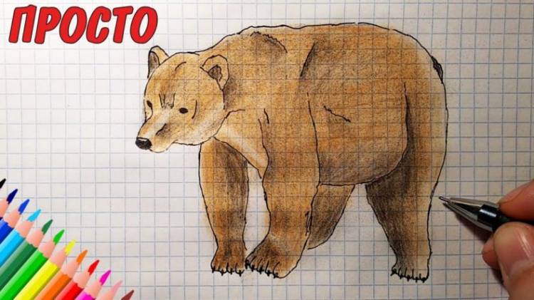 Как нарисовать медведя карандашом
