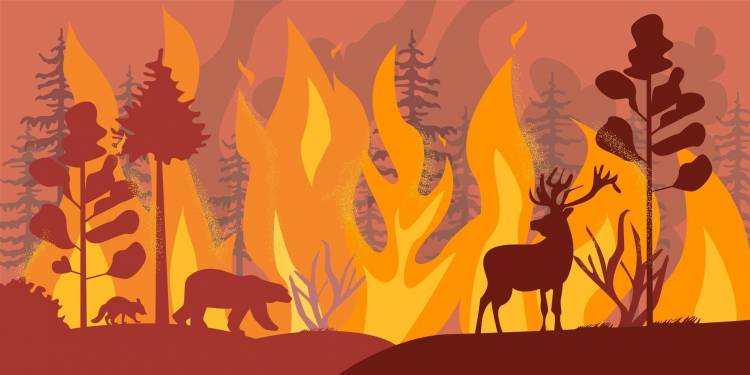 Лесной пожар рисунок
